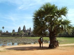 Ankor Wat