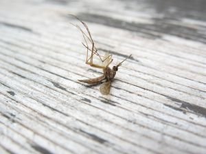 martwy komar